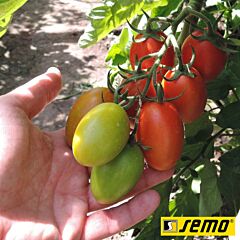 БЛУМКО F1 / BLUMKO F1 - семена томата (помидора), Semo