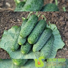 ДЖОККЕР F1 / DJOKKER F1 - насіння огірка, Lucky Seed