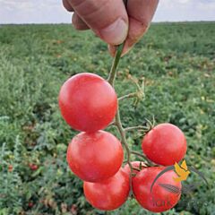 ДРЕДД F1 / DREDD F1 - насіння томата (помідора), Lark Seeds