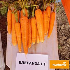 ЕЛЕГАНЗА F1 / ELEGANZA F1 - насіння моркви, Nunhems