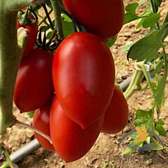ЕЛЬЗА F1 / ELZA F1 - насіння томата (помідора), Lark Seeds