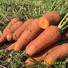 ЕМПЕРОР F1 / EMPEROR F1 - насіння моркви, Hazera