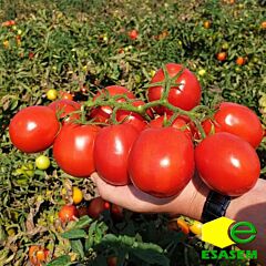 ES 14916 - насіння томата (помідор), Esasem