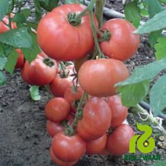 ЕСМІРА F1 / ESMIRA F1 - насіння томата (помідор), Rijk Zwaan
