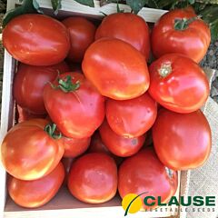 КАФА F1 / KAFA F1 - насіння томату, Clause