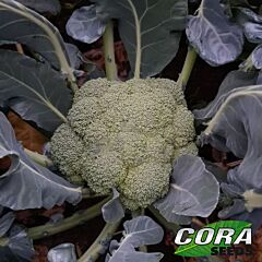 САМОА F1 / SAMOA F1 - насіння капусти броколі, Cora Seeds