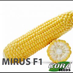 МІРУС F1 / MIRUS F1 - насіння цукрової кукурудзи, Cora Seeds