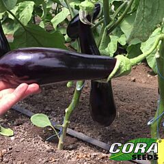 ІРІС F1 / IRIS F1 - насіння баклажана, Cora Seeds