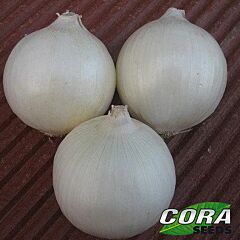 ВАЙТ ОПЕРА F1 / VAIT OPERA F1 - семена лука, Cora Seeds