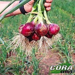 ДИВИНА F1 / DIVINA F1 - семена лука, Cora Seeds