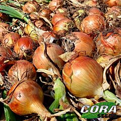 СОНЯ F1 / SONYA F1 - семена лука, Cora Seeds