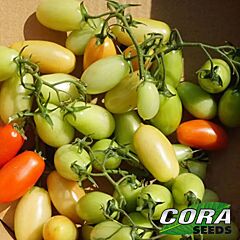 КАВАЛІНО РОССО F1 / CAVALINO ROSSO F1 - насіння томата (помідора), Cora Seeds