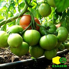 ФАНТИНО F1 / FANTINO F1 - семена томата (помидора), Esasem