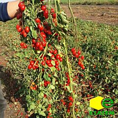 КОЛЛИНА F1 / KOLLINA F1 - семена томата (помидора), Esasem
