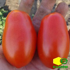 ДОЛЬЧИСИО F1 / DOLCHISIO F1 - семена томата (помидора), Esasem