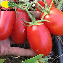 ПОДИУМ F1 / PODIUM F1 - семена томата (помидора), Esasem
