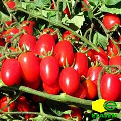 КАЛЬВЕРТ F1 / KALVERT F1 - семена томата (помидора), Esasem