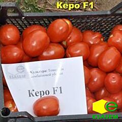 КЕРО F1 / KERO F1 - семена томата (помидора), Esasem