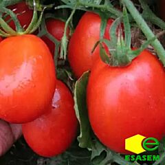 КАЛИЕНДО F1 / KALIENDO F1 - семена томата (помидора), Esasem