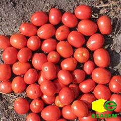 АПГРЕЙД F1 / APGREID F1 - семена томата (помидора), Esasem