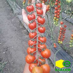 ПРЕЦИОЗО F1 / PRETCIOZO F1 - семена томата (помидора), Esasem