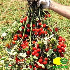 РЕНЗІНО F1 / RENZINO F1 - насіння томата (помідора), Esasem