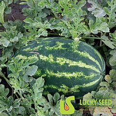 ХАНТЕР (ЛС 1813) F1 / HANTER (LS 1813) F1 - насіння кавуна, Lucky Seed