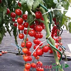 ШАРМАНТ F1 / SHARMANT F1 - насіння томата (помідора), Moravoseed