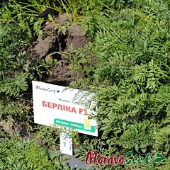 БЕРЛИКА F1 / BERLIKA F1 - семена моркови, Moravoseed