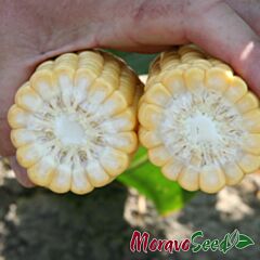 ЛОНГА F1 / LONGA F1 - насіння цукрової кукурудзи, Moravoseed