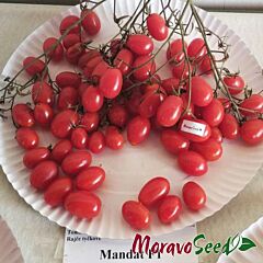 МАНДАТ F1 / MANDAT F1 - насіння томата (помідора), Moravoseed