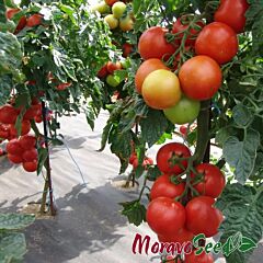 АТЕРОН F1 / ATERON F1 - семена томата (помидора), Moravoseed
