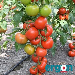 РОНДА F1 / RONDA F1 - семена томата (помидора), Ergon Seed