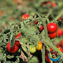 ЛАМАР F1 / LAMAR F1 - насіння томата (помідора), LibraSeeds (Erste Zaden)