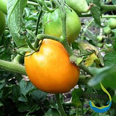 ФЛОРЕНС F1 / FLORENS F1 - насіння томата (помідора), LibraSeeds (Erste Zaden)