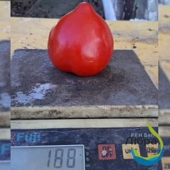 ЛАГРАНЖ F1 / LAGRANZH F1 - насіння томата (помідора), LibraSeeds (Erste Zaden)