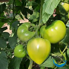 НІКСА F1 / NIKSA F1 - насіння томата (помідора), LibraSeeds (Erste Zaden)