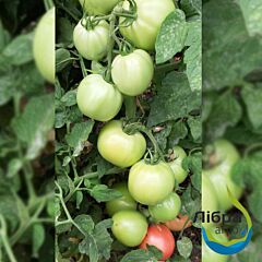 РОЗАРІЙ F1 / ROZARIY F1 - насіння томата (помідора), LibraSeeds (Erste Zaden)