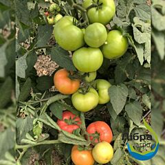 БЕЛТОН F1 / BELTON F1 - семена томата (помидора), LibraSeeds (Erste Zaden)