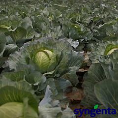 КІЛАТОН F1 / KILATON F1 - насіння білоголової капусти, Syngenta
