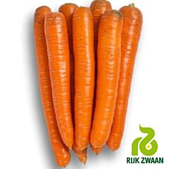 ТРАФОРД F1 / TRAFORD F1 - семена моркови, Rijk Zwaan