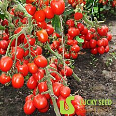 КІНГ F1 / KING F1 - насіння томата (помідора), Lucky Seed