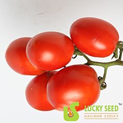 АРІОЗО F1 / ARIOZO F1 - насіння томата (помідора), Lucky Seed