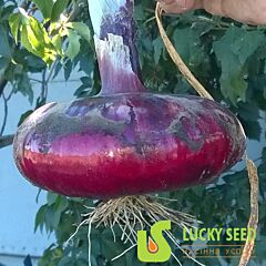 ЯЛТИНСЬКИЙ F1 / YALTINSKII F1 - семена лука, Lucky Seed