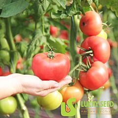 ПІНКІ ФАВОР F1 / PINKI FAVOR F1 - насіння томата (помідора), Lucky Seed