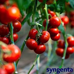 ДЕВОНЕТ F1 / DEVONET F1 - насіння томату, Syngenta