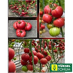 СОНАРОЗА F1 / SONAROZA F1 - насіння томату, Yuksel Tohum