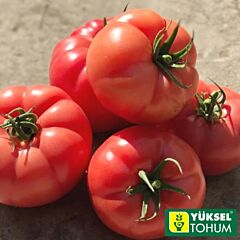 ПІНК ХІТ F1 / PINK HIT F1 - насіння томату, Yuksel Tohum