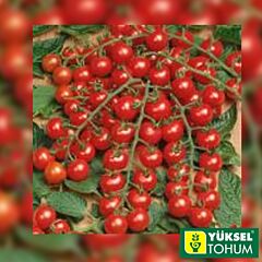 ЯНІЧЕРІ F1 / IANICHERI F1 - насіння томату, Yuksel Tohum