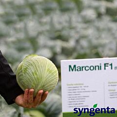 МАРКОНІ F1 / MARKONI F1 - насіння білоголової капусти, Syngenta